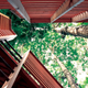 Illustration for article titled 8 Buildings Designed to Incorporate the Trees Around Them